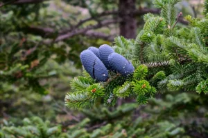 Kathmandu, Nagarkot, and Chitwan Exploration