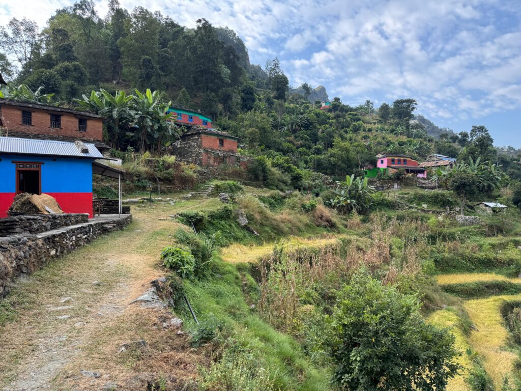 Local houses 