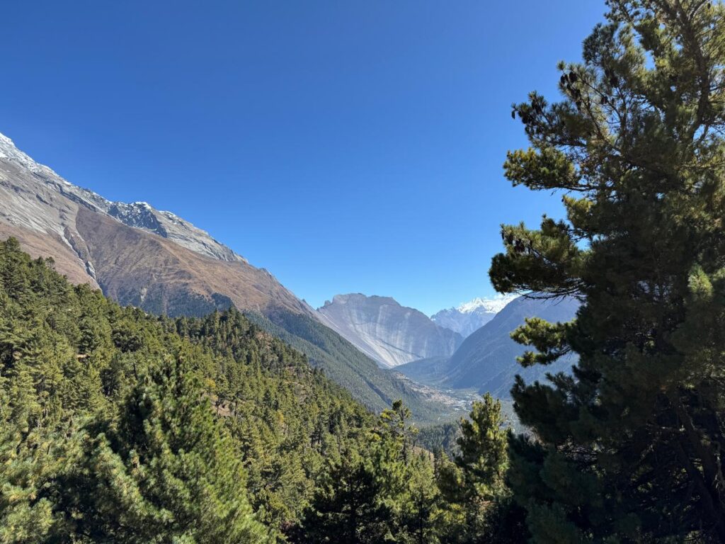 Lush forest and beautuiful mountain