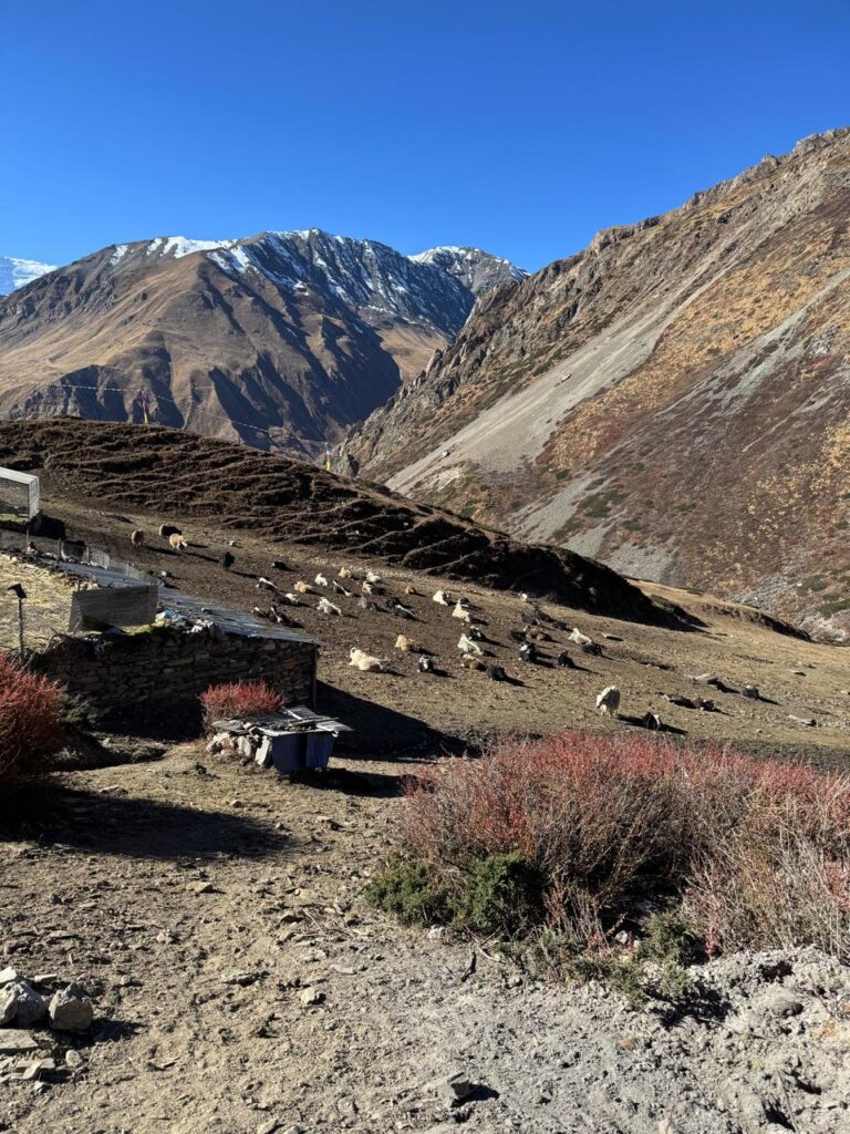 Yaks grazing near Ghyaru village
