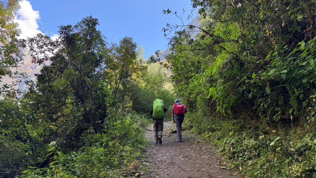 Lush forest on low altitude