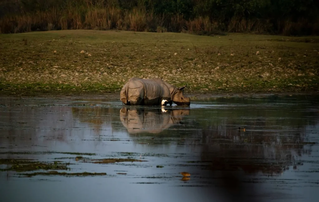 One horned Rhino in Chitwan National Park